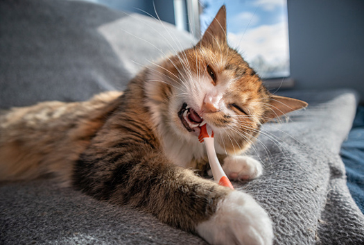 Cat Dentistry